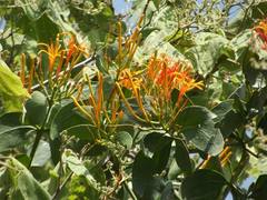Psittacanthus schiedeanus