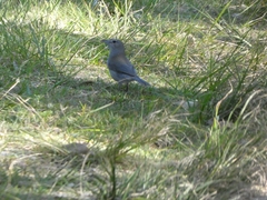 Colluricincla harmonica