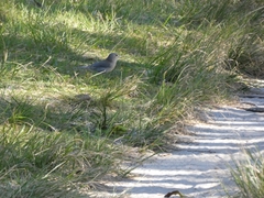 Colluricincla harmonica