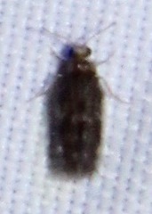 Hydroptilidae