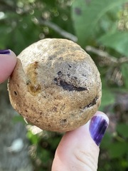 Amphibolips
