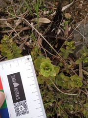 Gomphocarpus cancellatus