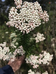 Ozothamnus diosmifolius