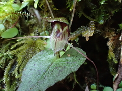 Corybas acuminatus