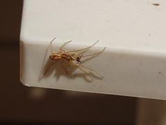 Pachygnatha autumnalis
