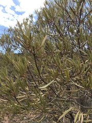 Ornithostaphylos oppositifolia