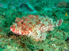 Scorpaena jacksoniensis