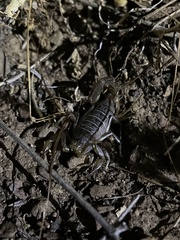 Paruroctonus silvestrii