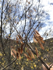 Fraxinus parryi