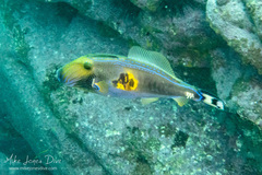 Meuschenia freycineti