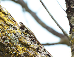Sceloporus grammicus
