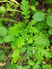 Carduus crispus