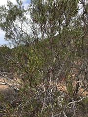 Ornithostaphylos oppositifolia