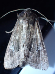Helotropha reniformis