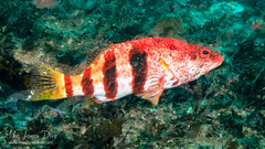 Hypoplectrodes nigroruber