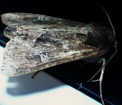 Helotropha reniformis