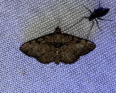 Digrammia gnophosaria