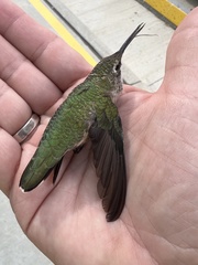 Selasphorus calliope