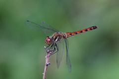 Sympetrum darwinianum