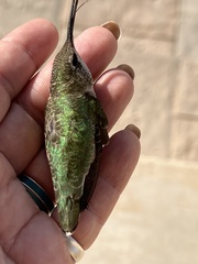 Selasphorus calliope