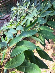 Triadica cochinchinensis