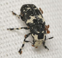 Euparius lugubris