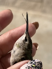 Selasphorus calliope