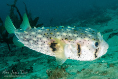 Dicotylichthys punctulatus