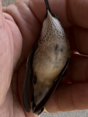 Selasphorus calliope