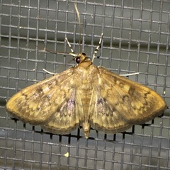 Psara obscuralis