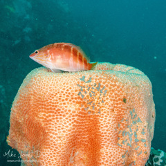 Hypoplectrodes maccullochi