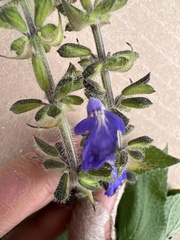 Salvia amarissima