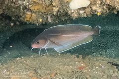 Lotella rhacina