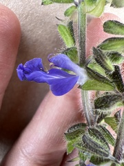 Salvia amarissima