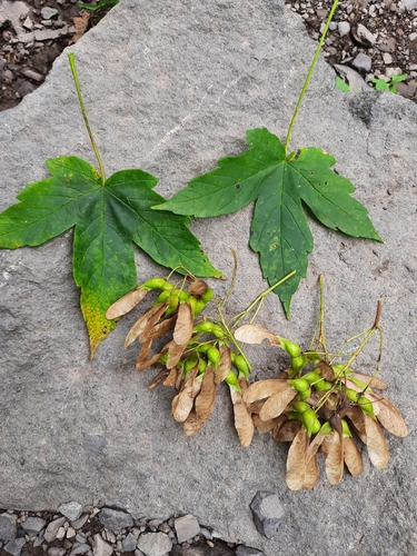 Image of Acer heldreichii by (c) Виктория Билоус, some rights reserved (CC BY)