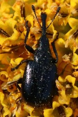 Haplorhynchites aeneus