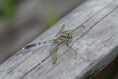 Orthetrum albistylum speciosum