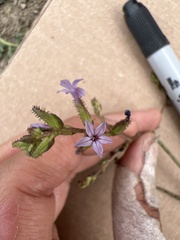 Plumbago pulchella
