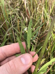 Symphyotrichum firmum