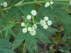 Verbesina walteri