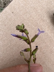 Plumbago pulchella