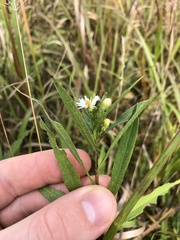 Symphyotrichum firmum