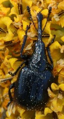 Haplorhynchites aeneus