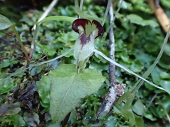 Corybas acuminatus