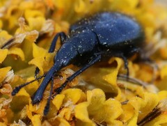 Haplorhynchites aeneus