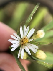 Symphyotrichum firmum