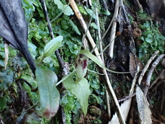 Corybas acuminatus