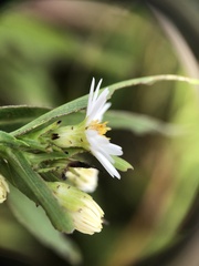 Symphyotrichum firmum