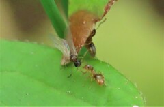 Brachymyrmex