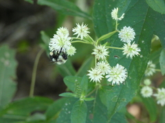 Verbesina walteri